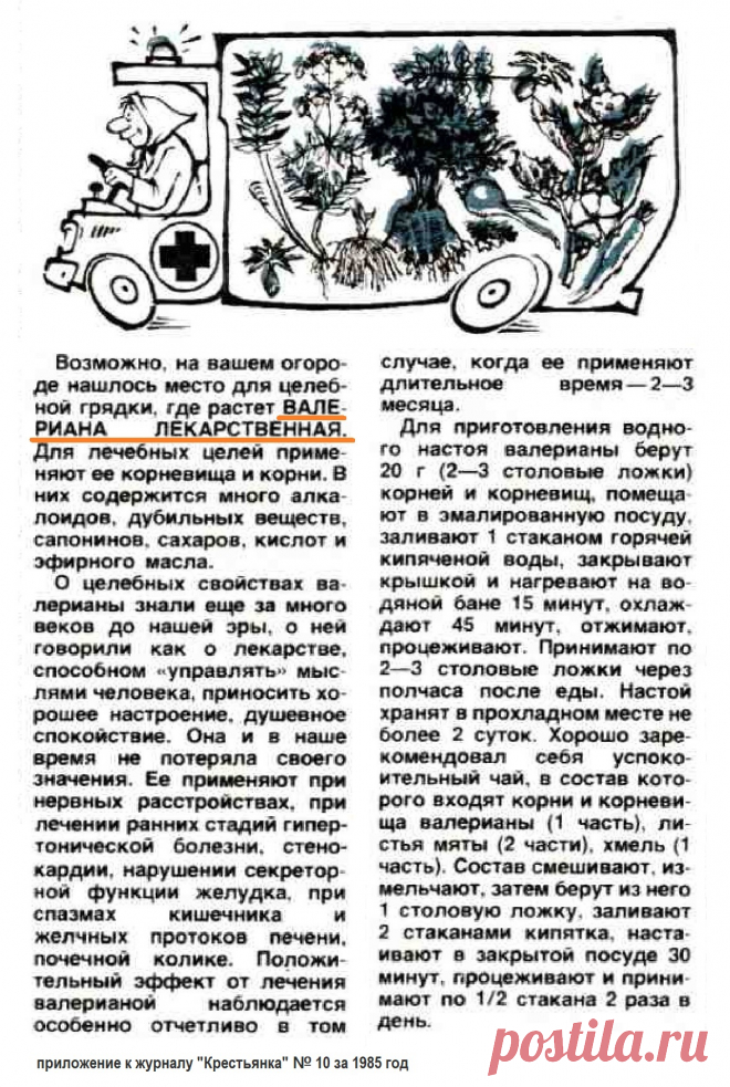 Корень валерианы