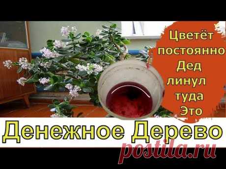 Я в Шоке! Денежное дерево зацвело после ДЕШОВОЙ ПОДКОРМКИ. Супер удобрение для цветов.