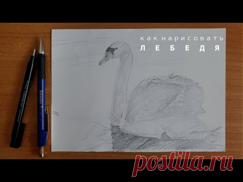 как нарисовать лебедя легко как нарисовать птицу карандашом юрий синчуков