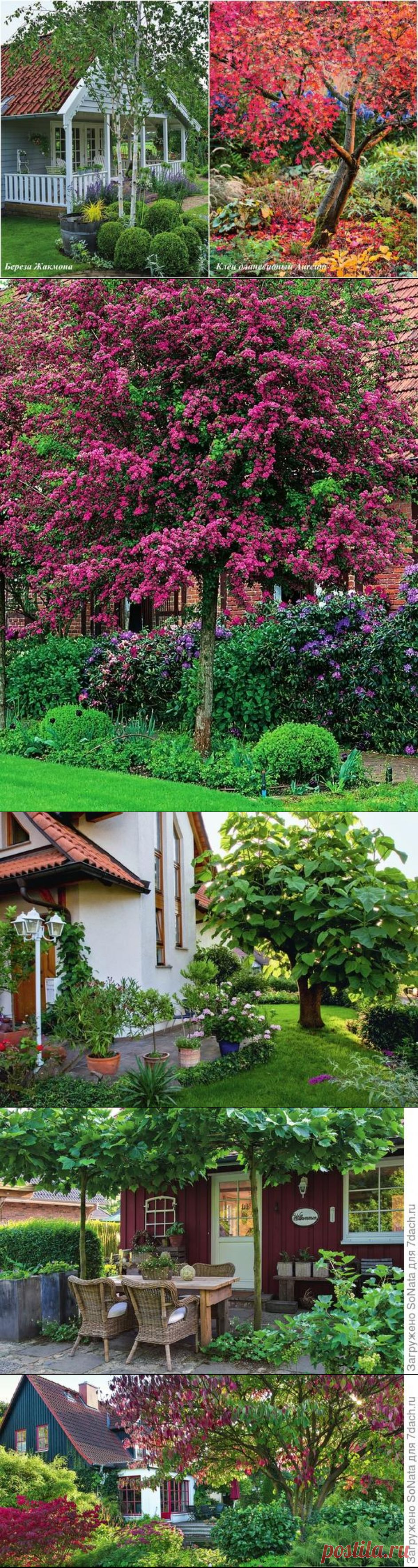 Высокие отношения, или Где и как сажать деревья