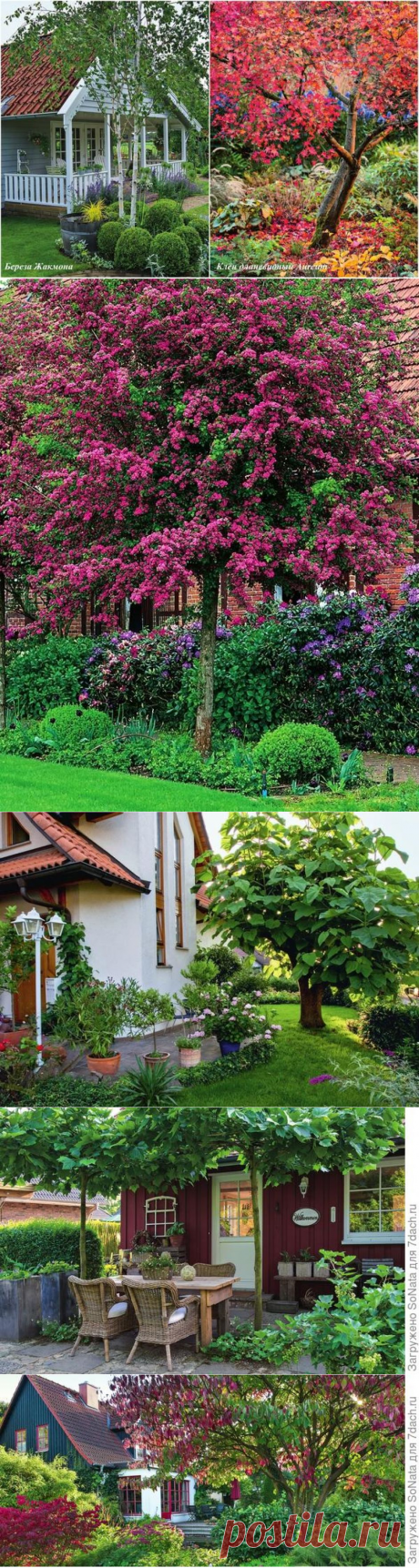 Высокие отношения, или Где и как сажать деревья