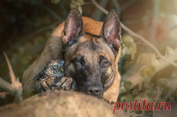 Собака и сова, которые не могут жить друг без друга