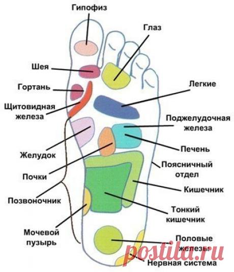 Какая зона стопы связана с каким органом / Свежие рецепты
