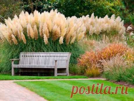 Пампасная трава - и красиво, и ухода особого не требует.