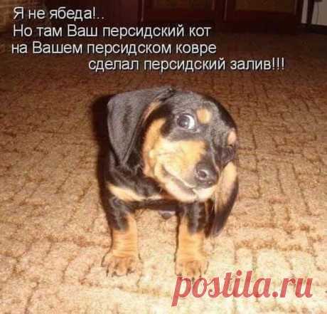 Смешные картинки с надписями... / Приколы