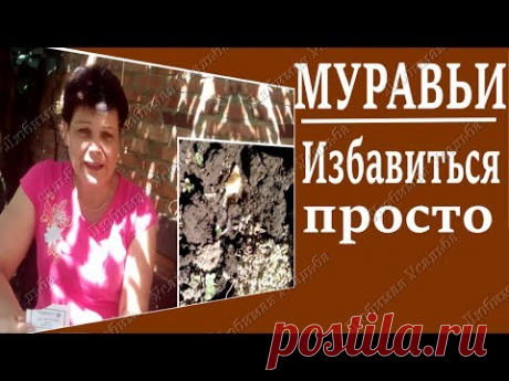 Как избавиться от муравьев в огороде   Самый  надежный и эффективный способ