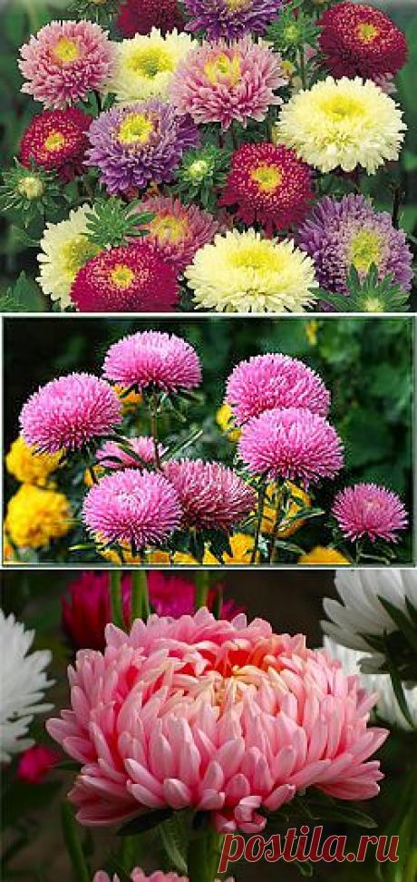 фото цветы астра: