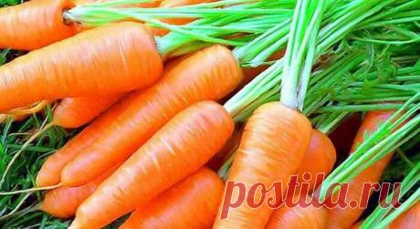 Хитрый способ посадки моркови без прореживания обеспечивающий хороший урожай