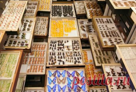 ПОРАЗИТЕЛЬНАЯ ФОТОСЕРИЯ НАУЧНОГО ДОСТОЯНИЯ НАЦИОНАЛЬНОГО МУЗЕЯ ЕСТЕСТВЕННОЙ ИСТОРИИ
Тысячи ящиков, файлов и стеллажей, заполненные всевозможными образцами органического мира, являются коллекцией Национального музея естественной истории (NMNH) в Вашингтоне, управляемый Смитсоновским институтом. Эти материалы помогают учёным и, непосредственно, сотрудникам музея изучать нашу планету и совершать...
Читай дальше на сайте. Жми подробнее ➡