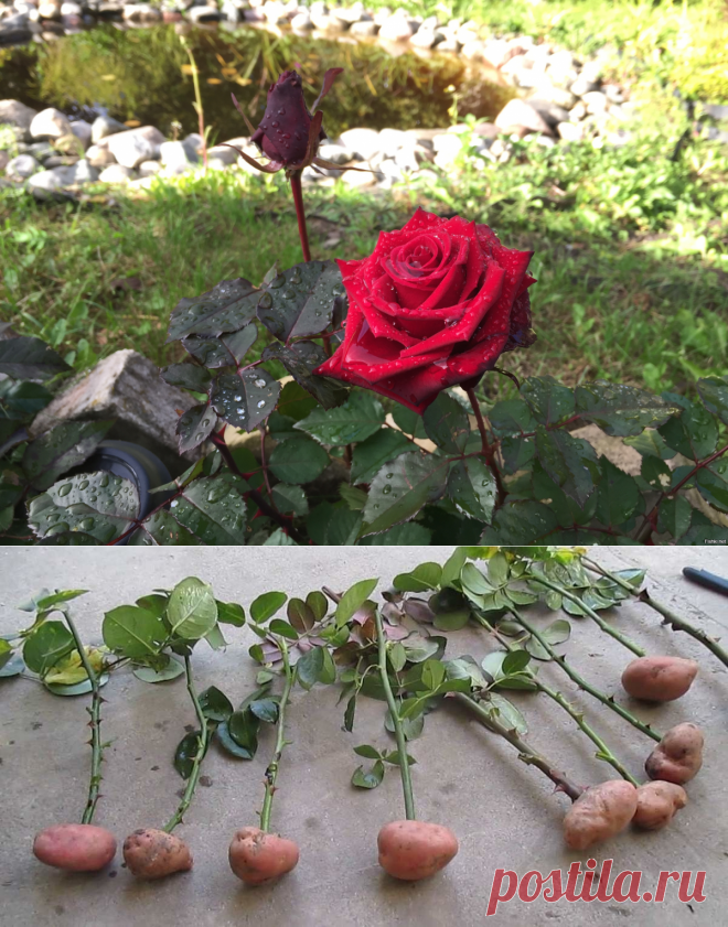 Дачникам на заметку: удивительный и простой способ вырастить розу в картошке