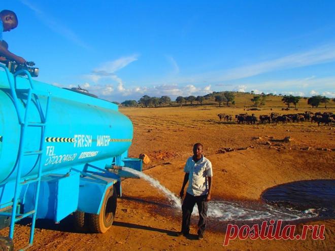 Без него они умрут: кениец каждый день возит воду изнывающим от жажды диким животным Познакомьтесь с грандиозным человеком — фермером Патриком Килонзо Мвалуа (Patrick Kilonzo Mwalua) из Кении. Этот потрясающий мужчина тратит несколько часов каждый день, чтобы привезти воду в засушливы…