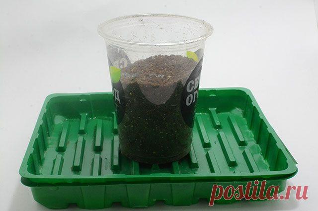 Тару в дело! Чем заменить магазинные кассеты и горшочки для рассады 
Грунт и ёмкости для рассады нынче недёшевы. Как сэкономить, чтобы не разориться на любимом хобби? Своим опытом делится Руслана Тищенко, цветовод-любитель из Воскресенска.

Каждый год я сею на рассаду…