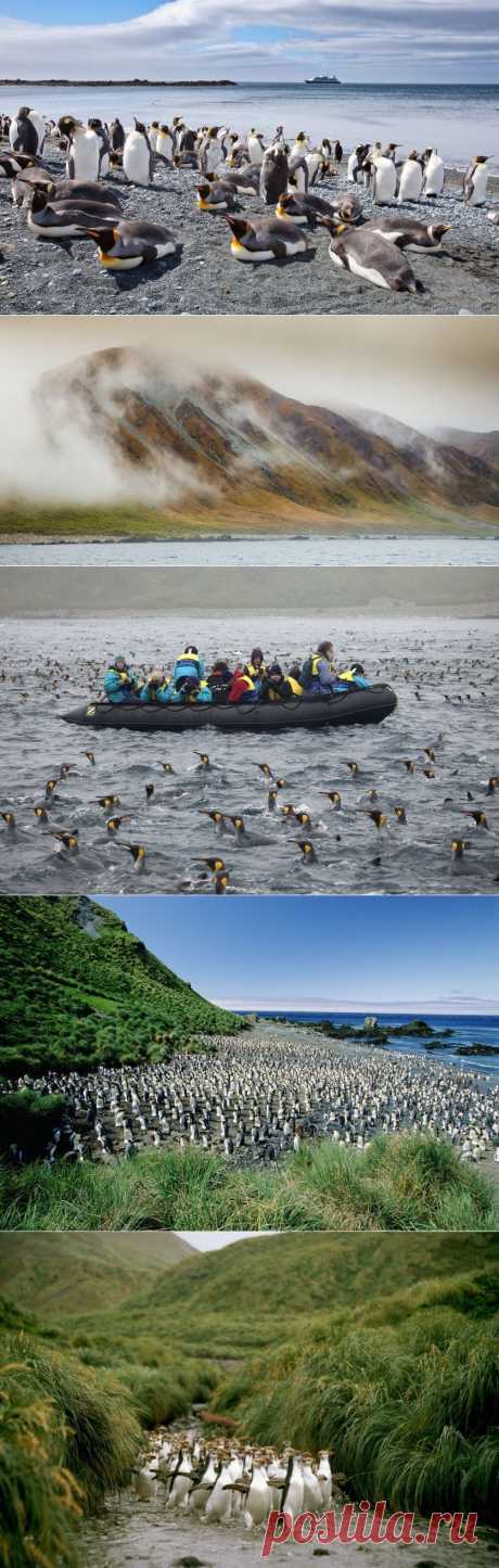 Королевство пингвинов — Наука и жизнь
