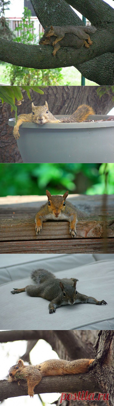 ���������� ����� (15 ����)ОТДЫХАЮЩИЕ БЕЛКИ