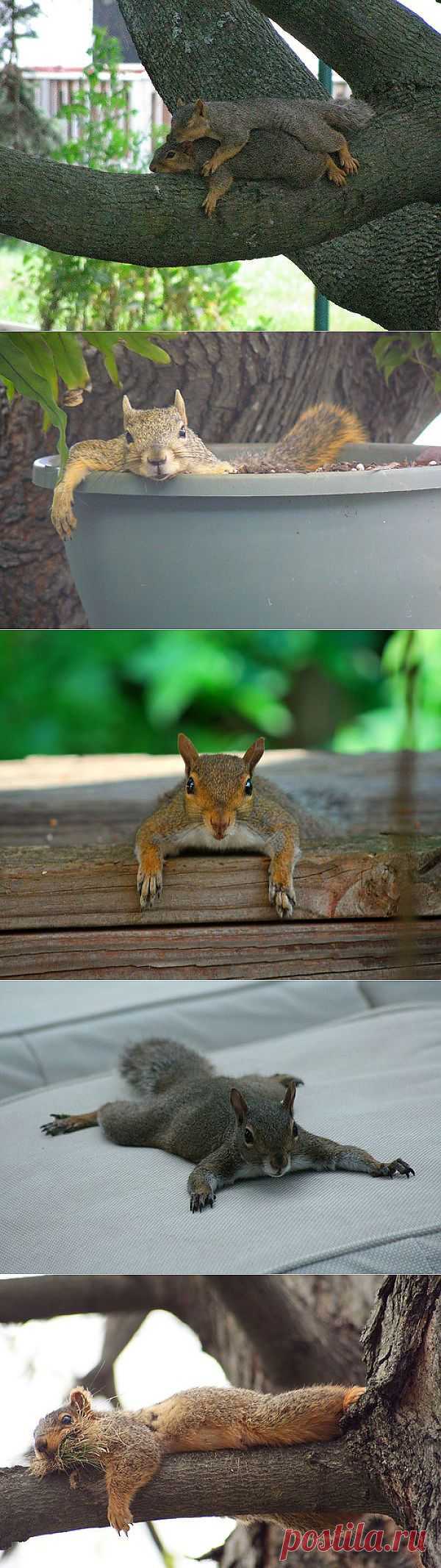 ���������� ����� (15 ����)ОТДЫХАЮЩИЕ БЕЛКИ