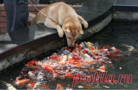 20 забавных фотографий, на которых запечатлены животные в нестандартных ситуациях