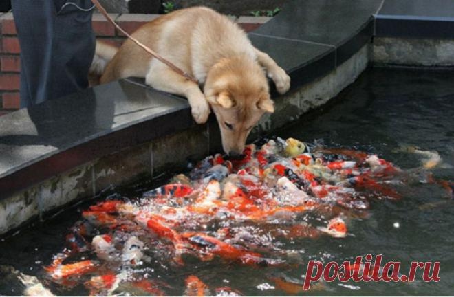 20 забавных фотографий, на которых запечатлены животные в нестандартных ситуациях
