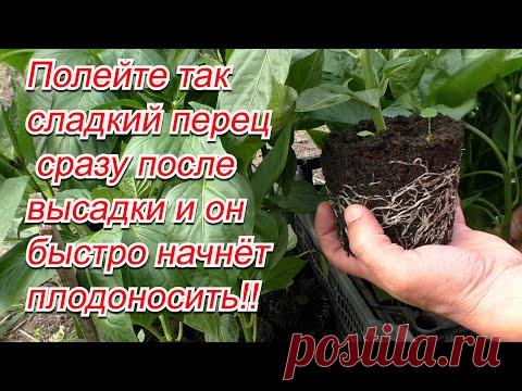 Сажаем сладкий перец. Чем полить перец для быстрого роста после высадки.
