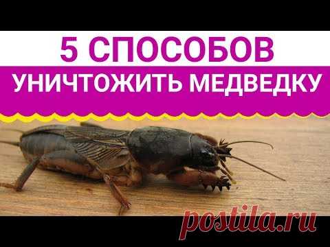 5 ПРОСТЫХ СПОСОБОВ КАК ИЗБАВИТЬСЯ ОТ  МЕДВЕДКИ!