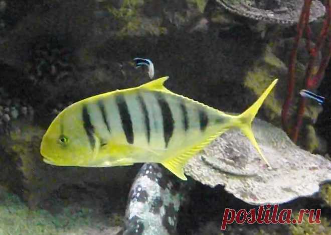 Золотистый каранкс,  Каранг золотой,  Рыба-лоцман (Gnathanodon  speciosus) -  тропическая морская  рыба из семейства  Каранговые (Carangidae). Привлекает  внимание яркой  окраской и  активностью. Молодняк  ярко желтый  с черными  полосами, но  превращается в  больших серебристых  взрослых особей  весом до  15 кг  и длиной  до 110  см. 
Ареал: тропическая  зона Индийского  и Тихого  океанов. 
Хотя привлекательный,  этот вид  просто вырастает очень  большим, и  он очень активен,  чтобы держать