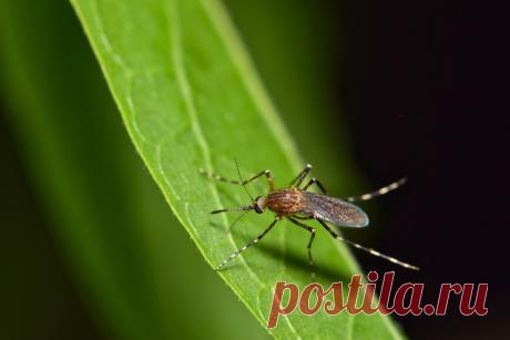 Как избавить свой участок от комаров экологичными методами? Фото — Ботаничка