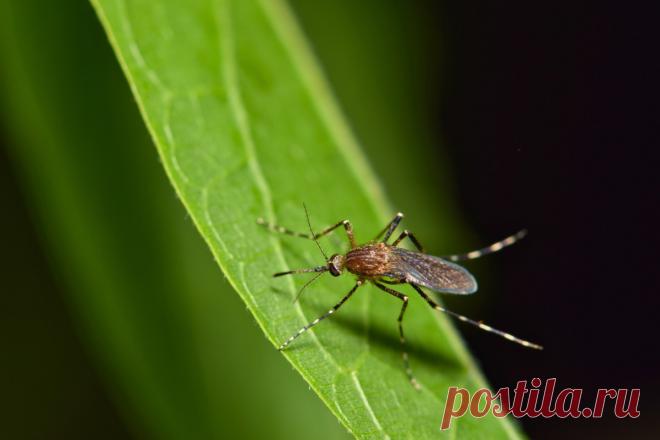 Как избавить свой участок от комаров экологичными методами? Фото — Ботаничка