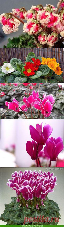 фото цветы цикламены: