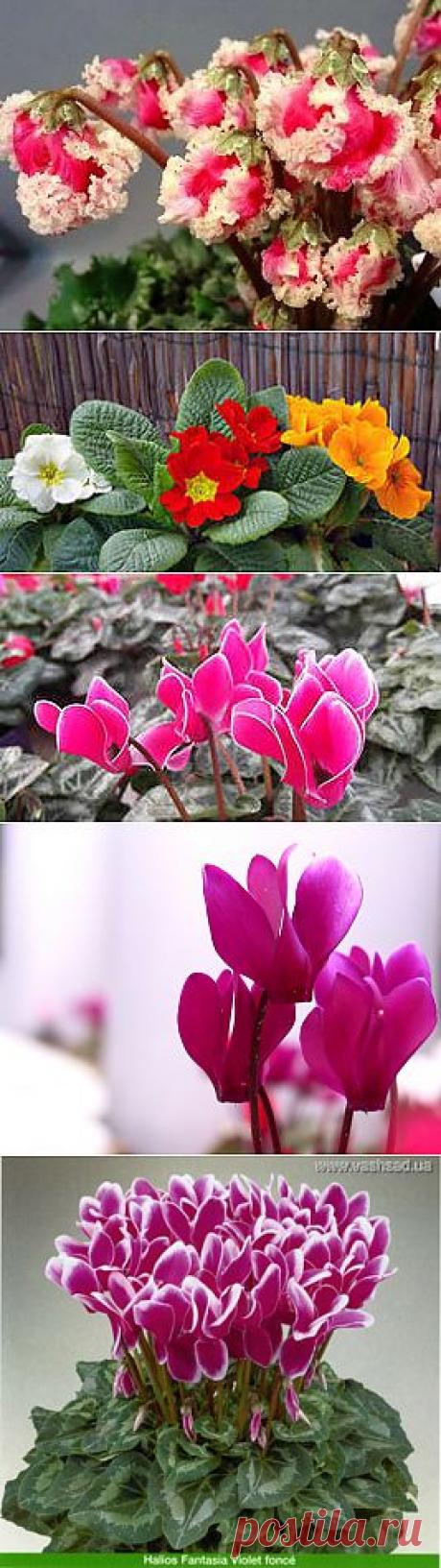 фото цветы цикламены: