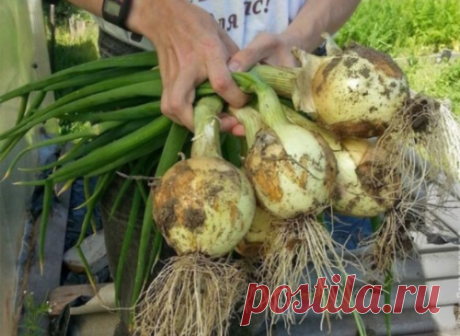 4 простых совета, благодаря которым я каждый год получаю большой урожай лука