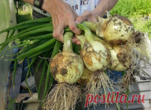 4 простых совета, благодаря которым я каждый год получаю большой урожай лука