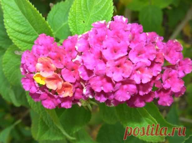 Лантана: как ухаживать за тропической красавицей в домашних условиях