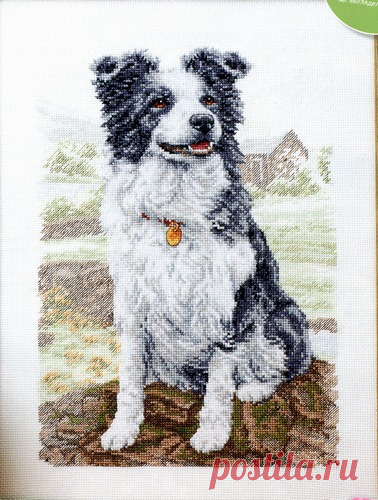 Бордер-колли.