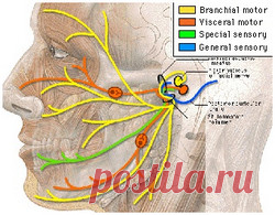 Невропатия лицевого нерва причины и лечение | Рецепты народной медицины