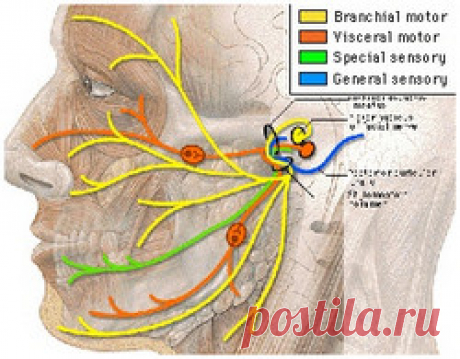 Невропатия лицевого нерва причины и лечение | Рецепты народной медицины