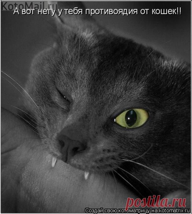 Коты - это счастье | KotoMail.ru