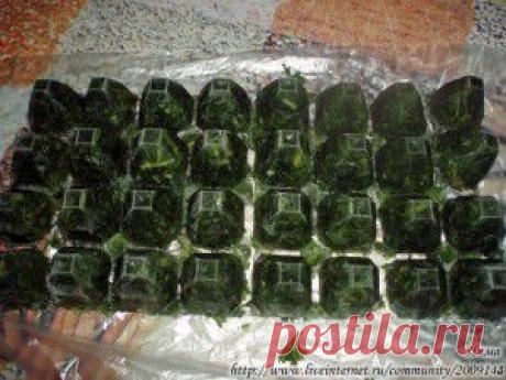 Свежая зелень зимой