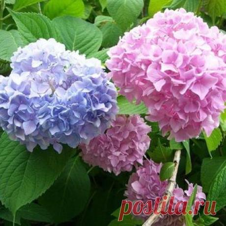 Гортензия садовая: фото, виды и сорта, посадка и уход, выращивание гортензии в открытом грунте