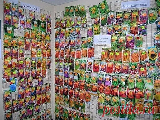 СКОЛЬКО ЛЕТ СЕМЕНА СОХРАНЯЮТ ВСХОЖЕСТЬ?
Сохрани шпаргалку, поделись с одноклассниками! 

• Огурцы, кабачки – 6–8 лет;

• Томаты, тыква, капуста, базилик – 4–5 лет;

• Фасоль, бобы, редис, горох, брюква – 3–5 лет;

• Морковь, свёкла, перец, баклажан, физалис, салат, шпинат, любисток, иссоп, котовник – 3–4 года;