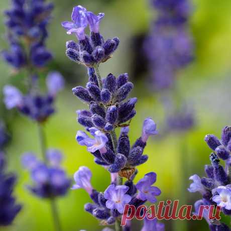 Лекарственное растение Лаванда узколистная (Lavandula angustifolia). Густо разветвленный полукустарник высотой 30-60 см с сильным ароматом. Прутовидные ветви, восходящие до прямостоячих. Листья линейно-ланцетные, шириной до 0,5 см, длиной до 5 см, по краям скрученные, сначала волосистоопушенные, затем оголяющиеся. Сине-фиолетовые цветки собраны в прерывистые ложные колосья на длинных цветоносах. Чашечка на конце синеопушенная, остальная часть снаружи белоопушенная.
