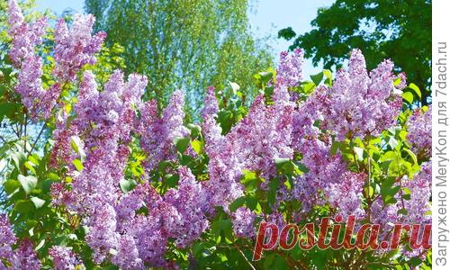 Масло, настоянное на сирени. При радикулите и боли в суставах. Рецепт приготовления