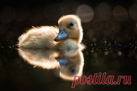 Животные крупным планом Роберта Адамека (Robert Adamec) — Фотоискусство