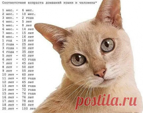 52 шпаргалки, которые вы точно захотите сохранить