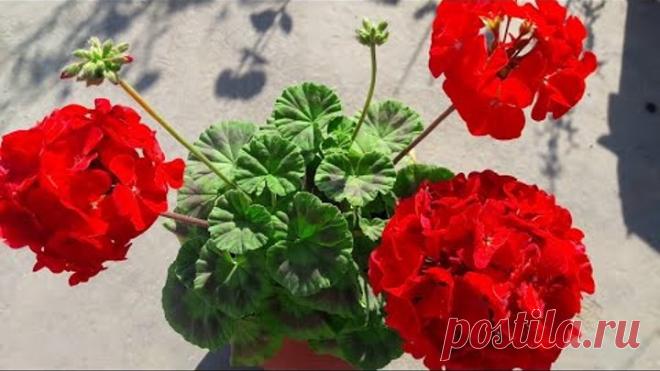 9 причин, по которым каждый должен иметь дома это комнатное растение