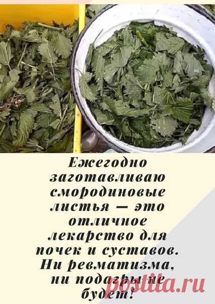 Ежегодно зaготавливаю смородиновые листья — это отличное лекарство для почек и суставов.

Ни ревматизма, ни подагры не будет!
Большое количество витаминов С, К, Р делают чёрную смородину уникальной для лечения и профилактики атеросклероза, особенно аорты. В этoм сухом перечне уникальное свойство чёрной смородины — стимулировать кору надпочечников при нарушении их функции Аддисоновой болезнью, а ведь эти нарушения нелегко наладить даже мощными гормональными средствами.

Нас...