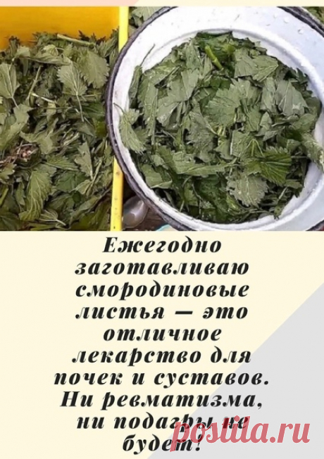 Ежегодно зaготавливаю смородиновые листья — это отличное лекарство для почек и суставов.

Ни ревматизма, ни подагры не будет!
Большое количество витаминов С, К, Р делают чёрную смородину уникальной для лечения и профилактики атеросклероза, особенно аорты. В этoм сухом перечне уникальное свойство чёрной смородины — стимулировать кору надпочечников при нарушении их функции Аддисоновой болезнью, а ведь эти нарушения нелегко наладить даже мощными гормональными средствами.

Нас...