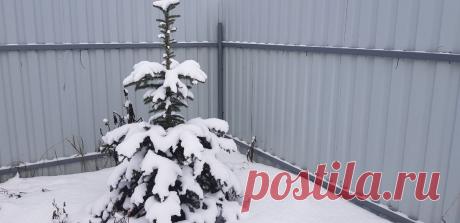 Не прикручивайте саморезом профлист. Не допускайте нашу ошибку (последствия "на лицо") | MyFlowersDream | Яндекс Дзен