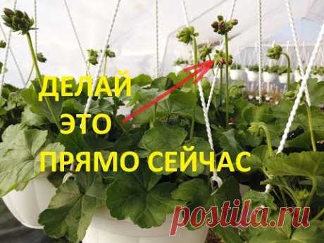 Черенкование И Формировка Пеларгонии.