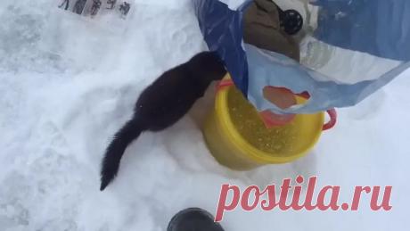 Такого я ещё не видел :)