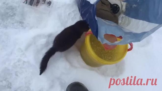 Такого я ещё не видел :)