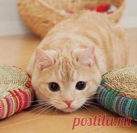 Котизм